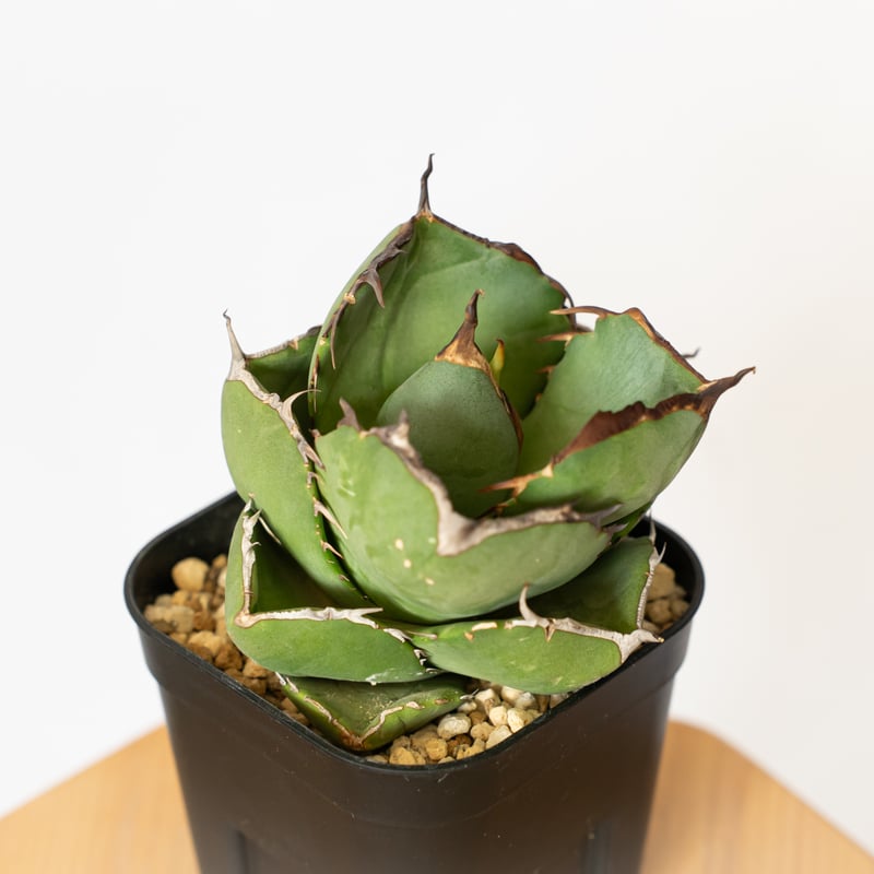 アガベ チタノタ 純血ジャガーノート OC株 美株 Agave titanota Jugger