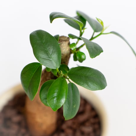 ガジュマル 鉢セット Ficus microcarpa キジムナー 多幸の木 新築祝い 塊根植物 多肉植物 静岡 ANTIDOTE 通販 S1292