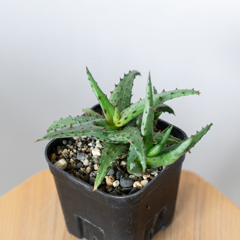 アロエ カスティロニアエ Aloe A.castilloniae 多肉植物 珍奇植物 静岡