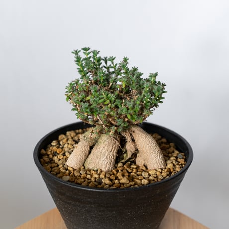 トリコディアデマ ブルボスム 姫紅小松 実生 Trichodiadema bulbosum 盆栽 塊根植物 コーデックス 多肉植物 珍奇植物 静岡 ANTIDOTE 通販 S1502
