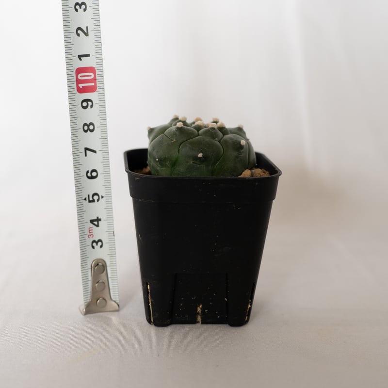 アストロフィツム 亀甲兜 Astrophytum 多肉植物 サボテン 珍奇植物
