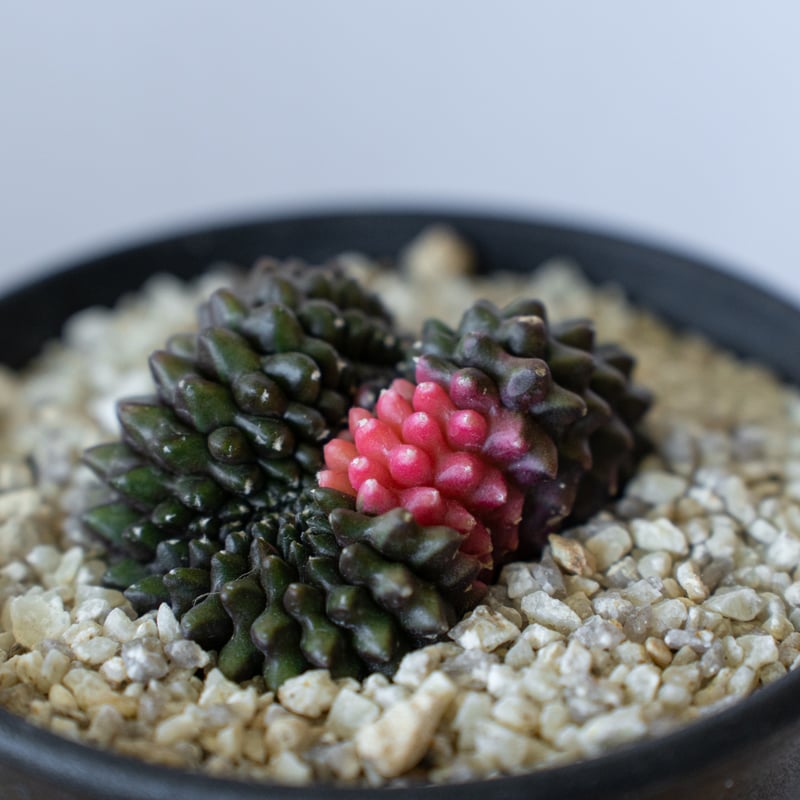 ギムノカリキウム ミハノビッチ フリードリッヒィ LB2178錦 綴化