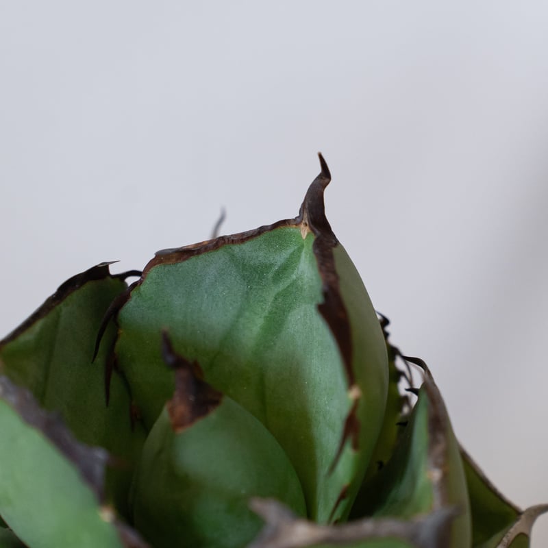 アガベ チタノタ 純血ジャガーノート 美株 OC株 Agave titanota Jugger