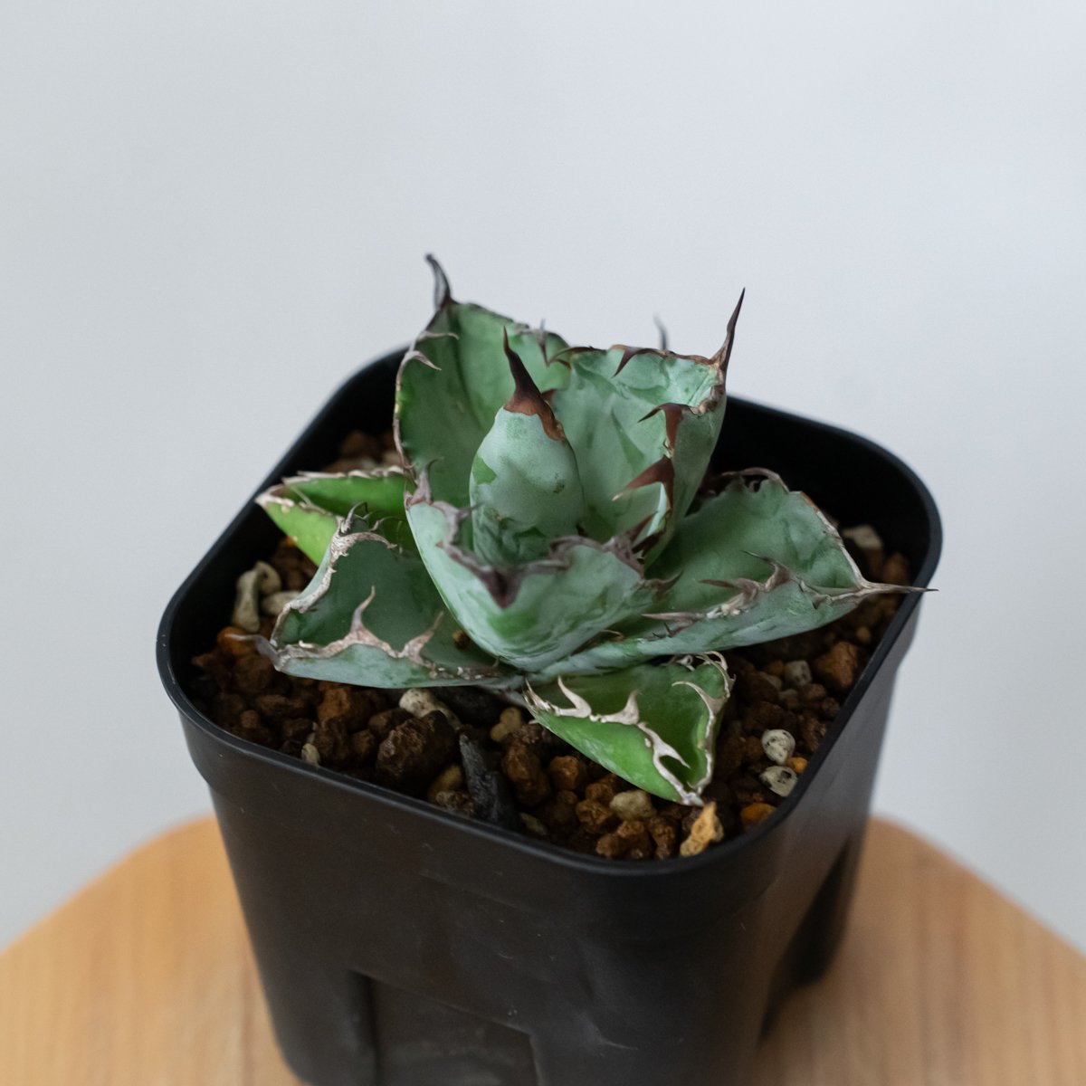アガベ チタノタ ブラックアンドブルー BB OC株【発根管理中】Agave