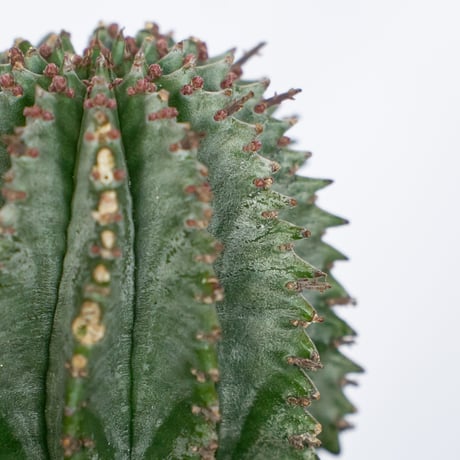 ユーフォルビア ホリダ Euphorbia horrida 多肉植物 珍奇植物 ANTIDOTE 静岡 通販 S1141