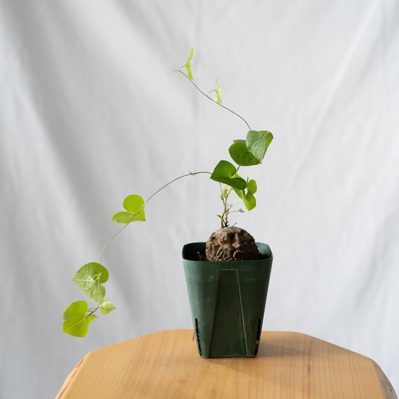 亀甲竜 ディオスコレア・エレファンティペス Dioscorea