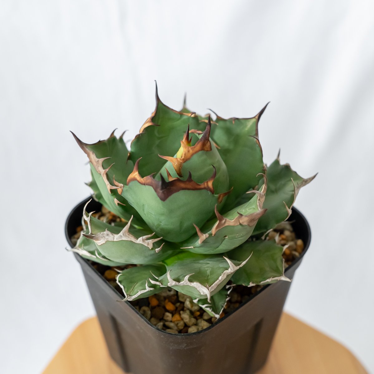 アガベ チタノタ 姫厳竜 美株 OC株【発根管理中】Agave titanota 多肉