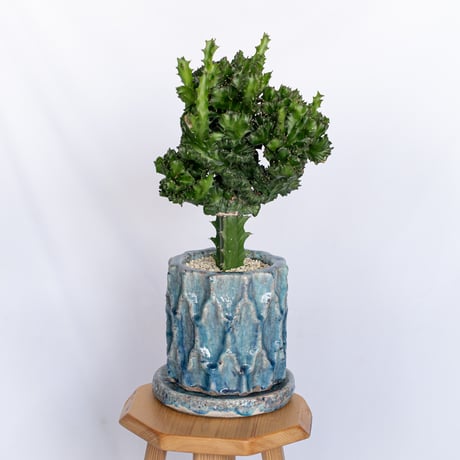 ユーフォルビア マハラジャ 鉢セット Euphorbia lactea 塊根植物 多肉植物 珍奇植物 静岡 ANTIDOTE 通販 S1170