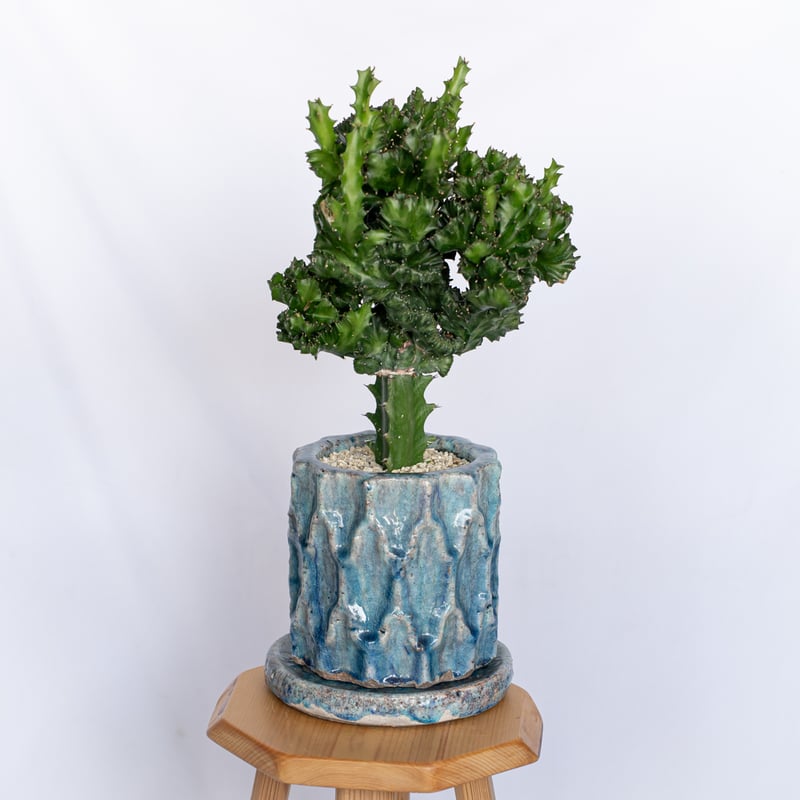 ユーフォルビア マハラジャ 鉢セット Euphorbia lactea 塊根植物 多肉