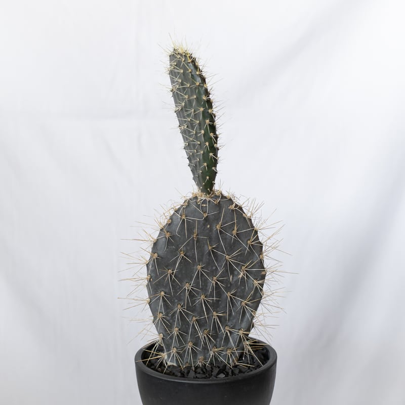 オプンチア ガラパゴス団扇 実生 Opuntia galapageia サボテン 多肉