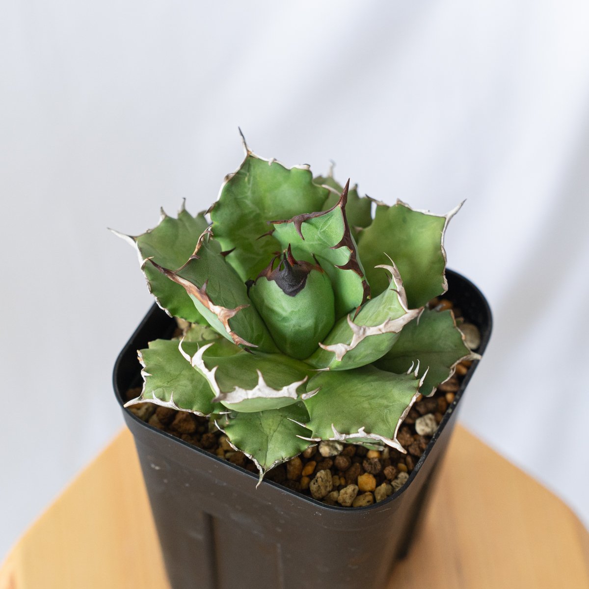 発根管理中】アガベ チタノタ 姫厳龍 Agave titanota 美株 多肉