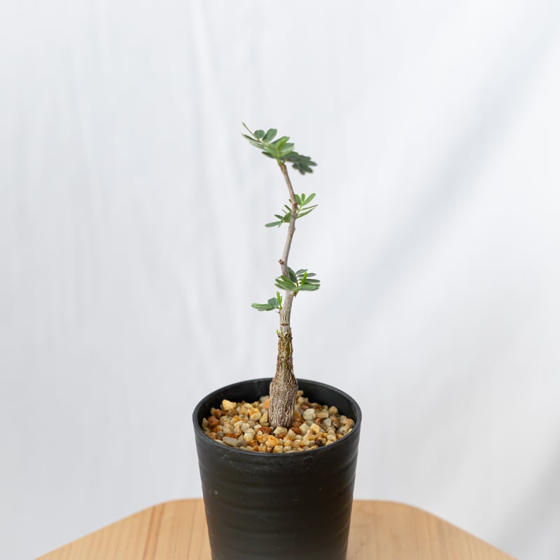 センナ メリディオナリス Senna Meridionalis 灌木コーデックス 塊根