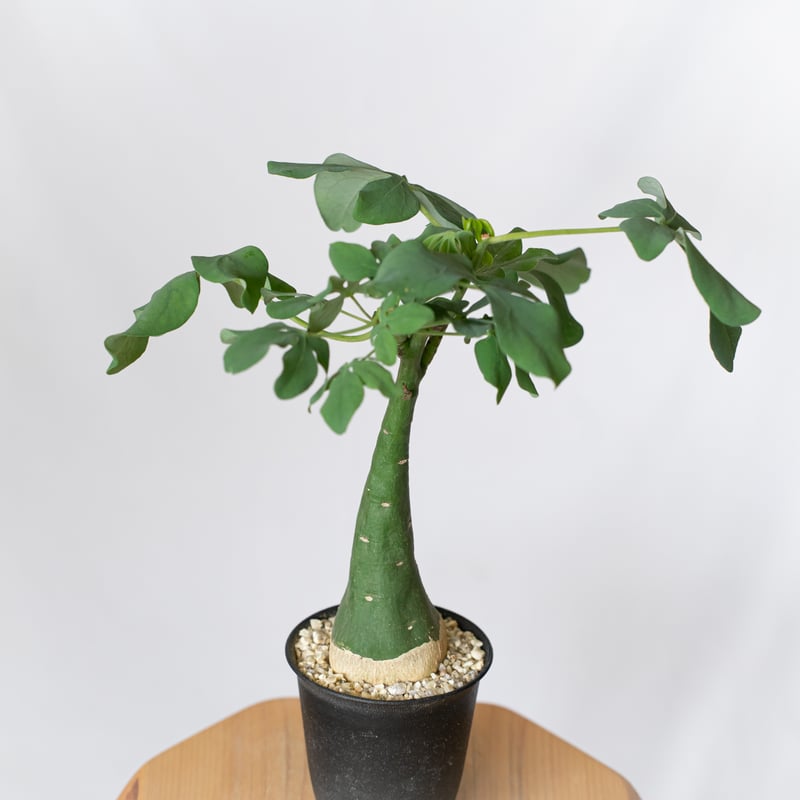 アデニア グラウカ 幻蝶かずら Adenia glauca 塊根植物 コーデックス