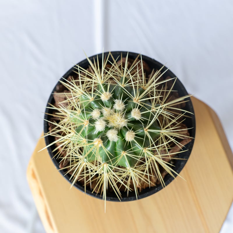 金鯱 エキノカクタス Golden ball cactus サボテン 多肉植物 珍奇植物