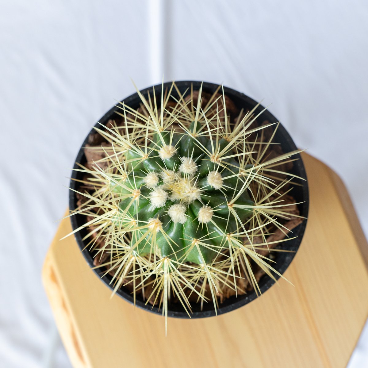 金鯱 エキノカクタス Golden ball cactus サボテン 多肉植物 珍奇植物