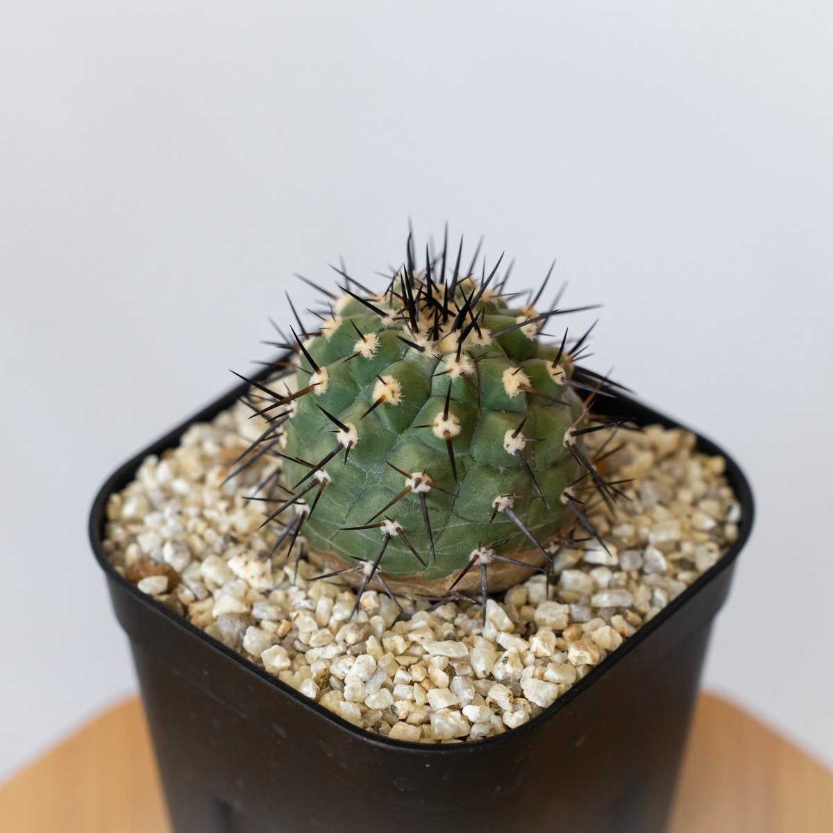 コピアポア 黒王丸 実生 Copiapoa cinerea サボテン 多肉植物 珍奇植物