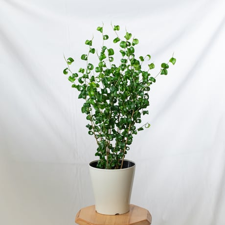 ベンジャミンバロック | STORES