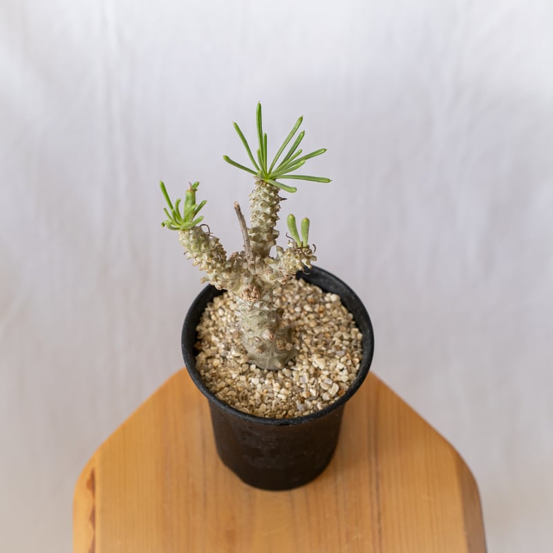 チレコドン ワリチー 奇峰錦 実生 Tylecodon wallichii コーデックス