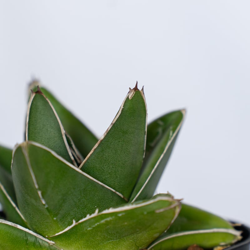 アガベ 笹の雪 桃太郎【発根管理中】 OC株 Agave victoriae-reginae 