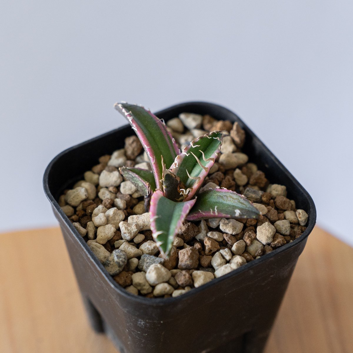 アガベ チタノタ シーザー 白覆輪【発根管理中】 TC Agave titanota