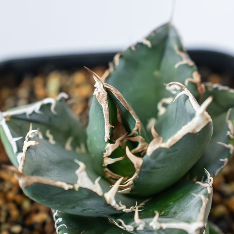 アガベ チタノタ 南アフリカダイヤモンド Agave titanota South Afric
