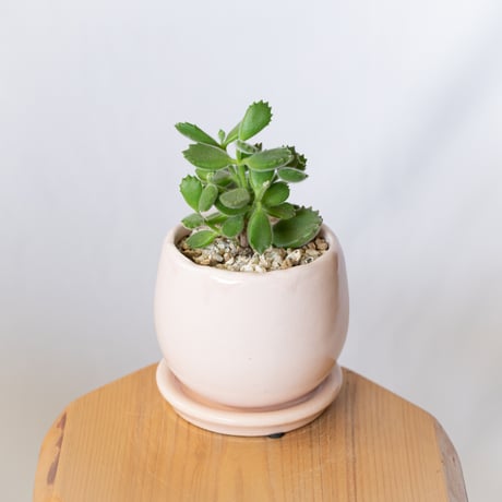 熊童子 鉢セット コチレドン トメントサ Cotyledon tomentosa 多肉植物 観葉植物 インテリアグリーン 静岡 ANTIDOTE 通販 S1394