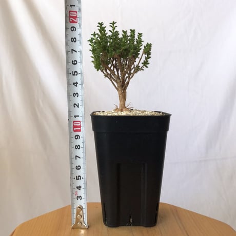 トリコディアデマ ブルボスム 姫紅子松 実生 Trichodiadema bulbosum 盆栽 塊根植物 コーデックス 多肉植物 珍奇植物 静岡 ANTIDOTE 通販 S790