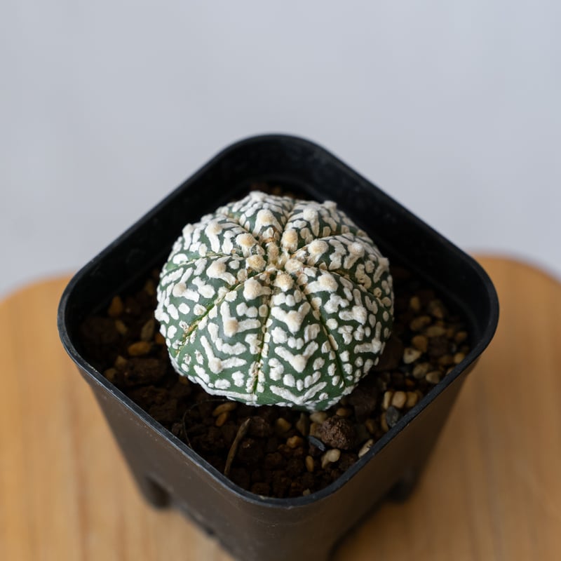 アストロフィツム　スーパー兜　アロー　Vタイプ　実生　美株 アストロフィツム スーパー兜 Vタイプ アロータイプ 実生 Astrophytum