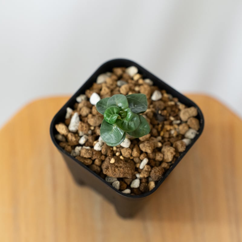 アデニウム アラビカム ドーセットホーン 獅子葉 実生 Adenium