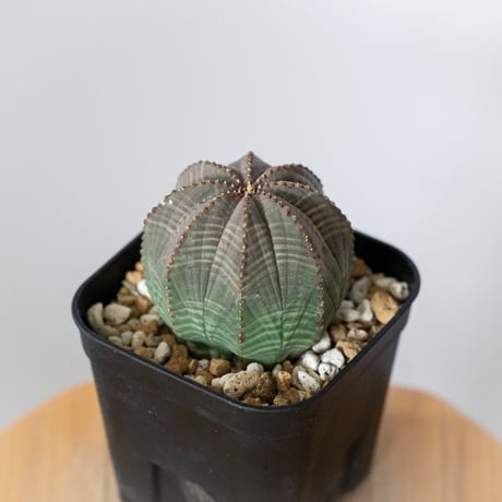 ユーフォルビア オベサ 実生 Euphorbia obesa 多肉植物 珍奇植物 静岡 ANTIDOTE 通販 S1488