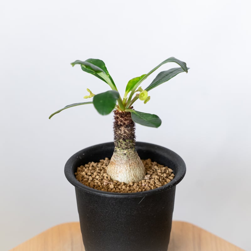 ユーフォルビア ラメナ 実生 Euphorbia ramena 多肉植物 珍奇植物 静岡