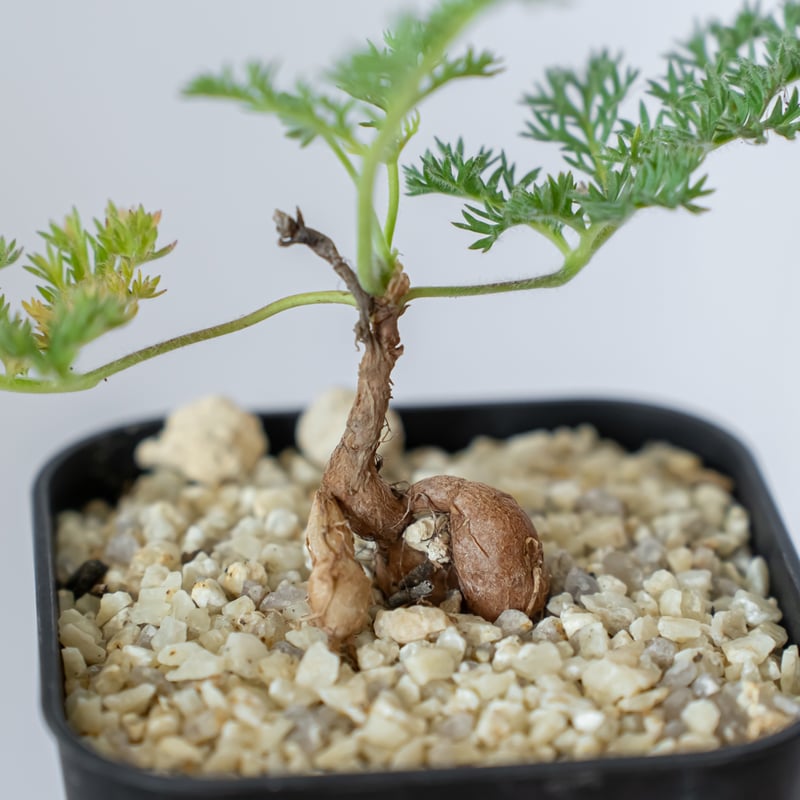 ペラルゴニウム トリステ 実生 Pelargonium triste 多肉植物 珍奇植物