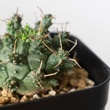 ユーフォルビア デセプタ 実生 Euphorbia decepta 多肉植物 珍奇植物 ANTIDOTE 静岡 通販 S1345