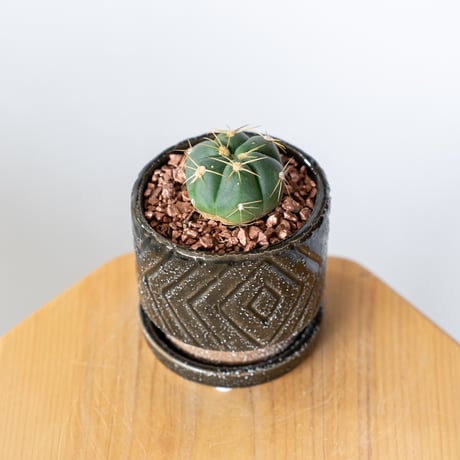 ギムノカリキウム 海王丸 鉢セット Gymnocalycium paraguayense サボテン 多肉植物 観葉植物 静岡 ANTIDOTE 通販 S1343