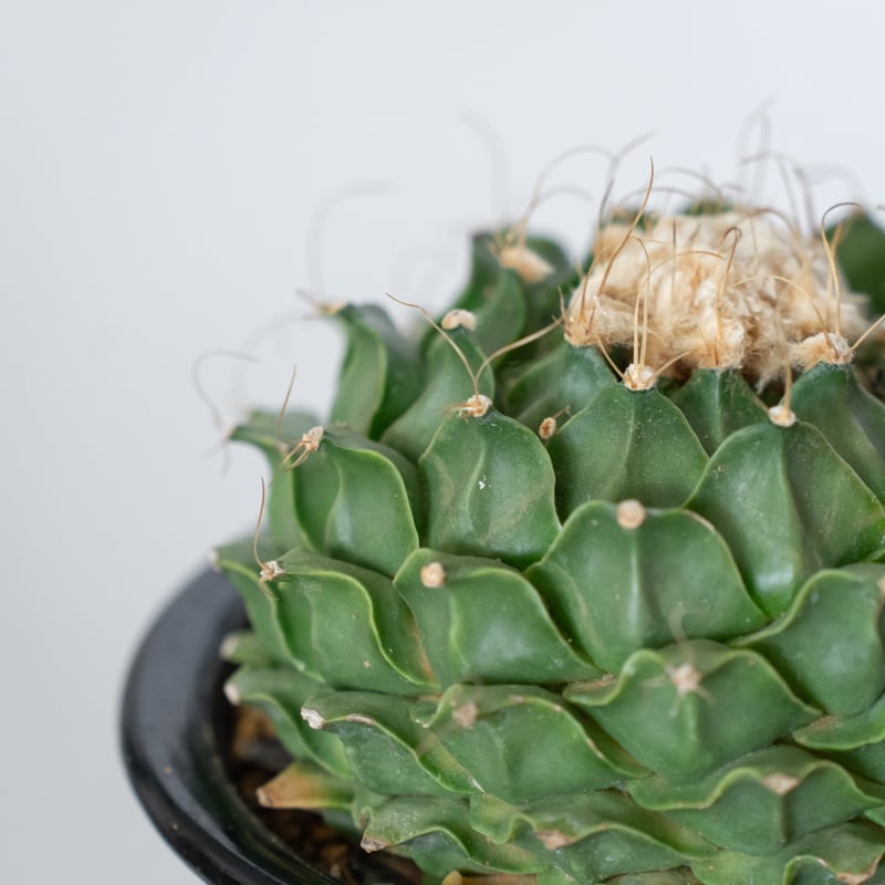 オブレゴニア デニグリー 帝冠 美株 Obregonia denegrii サボテン 多肉