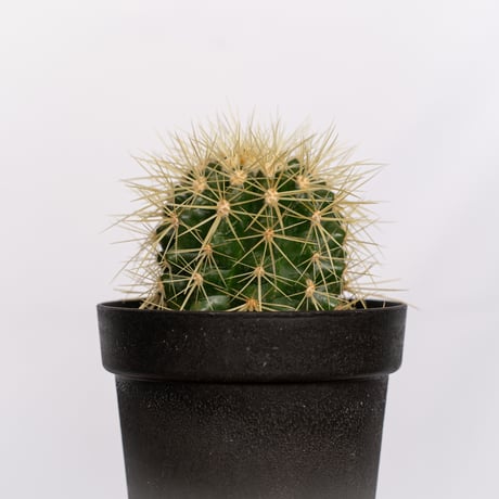エキノカクタス 金鯱 実生 Golden ball cactus サボテン 多肉植物 珍奇植物 静岡 ANTIDOTE 通販 S1153