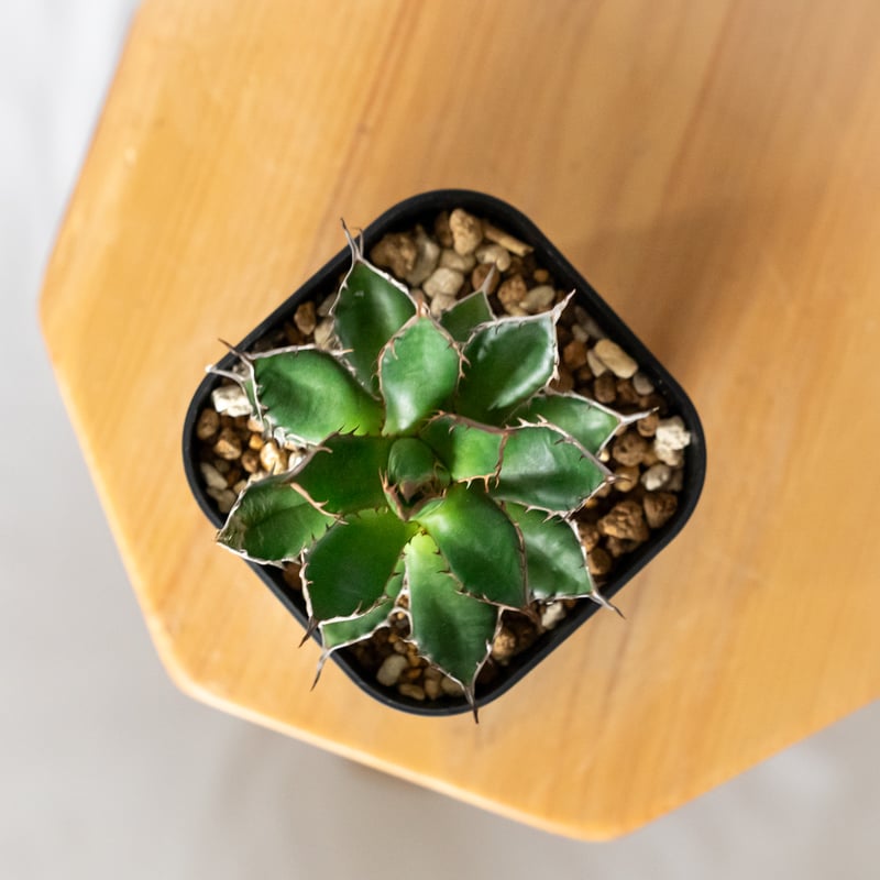 アガベ 姫ホリダ OC株【発根管理中】Agave horrida 多肉植物 珍奇植物