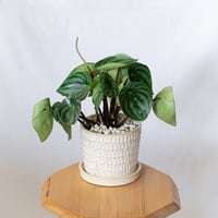 スイカぺぺ  ペペロミア サンデルシー 鉢セット Peperomia argyreia 多肉植物 観葉植物 静岡 ANTIDOTE 通販 S1390