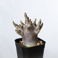 アデニウム アラビカム ブラックスキン 実生【発根管理中】Adenium Arabicum Black Skin 塊根植物 コーデックス 珍奇植物 多肉植物 静岡 ANTIDOTE 通販 S1365