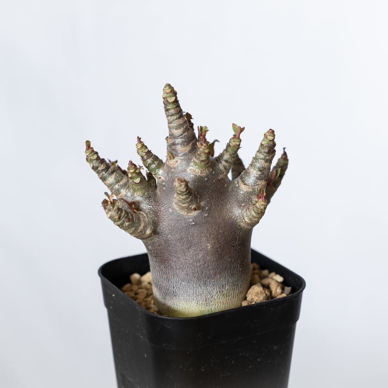 アデニウム　ブラックスキン　発根済み アデニウム アラビカム ブラックスキン 実生【発根管理中】Adenium