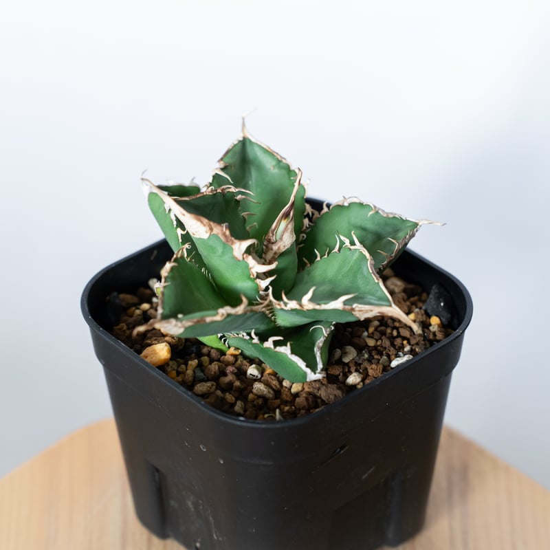アガベ チタノタ 緑幽霊【発根管理中】 Agave titanota TC株 多肉植物