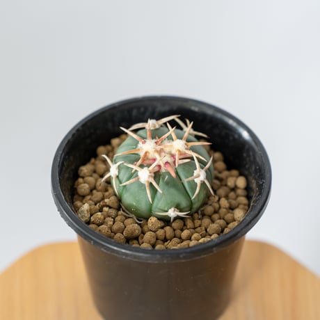 サボテン 金鯱 抜き苗 2個 エキノカクタス 専用出品】サボテン エキノ