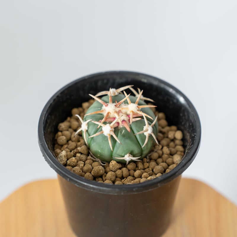 エキノカクタス 白刺翠平丸 実生 美株 Echinocactus