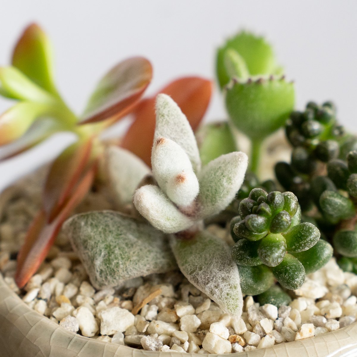 多肉植物 寄せ植え 鉢セット インテリア 多肉植物 観葉植物 珍奇植物