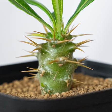 パキポディウム アンボンゲンセ 実生 Pachypodium ambongense 塊根植物 コーデックス 多肉植物 珍奇植物 静岡 ANTIDOTE 通販 S1450