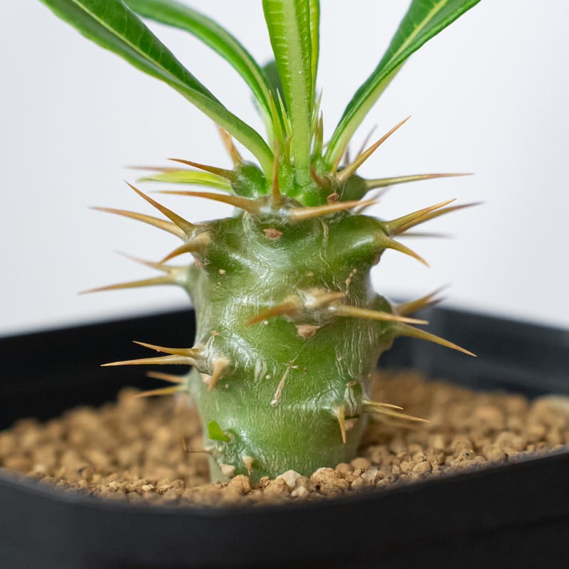 パキポディウム アンボンゲンセ 実生 Pachypodium ambongense 塊根植物