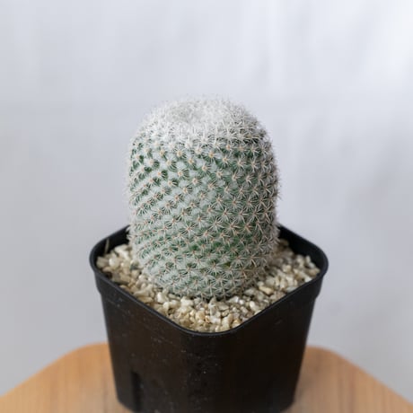 マミラリア 希望丸 実生 Mammillaria albilanata サボテン 多肉植物 珍奇植物 静岡 ANTIDOTE 通販 S1491