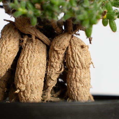 トリコディアデマ ブルボスム 姫紅子松 実生 Trichodiadema bulbosum 盆栽 塊根植物 コーデックス 多肉植物 珍奇植物 静岡 ANTIDOTE 通販 S1277