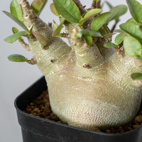 アデニウム アラビカム ブラックスキン 傷有り Adenium Arabicum Black Skin 塊根植物 コーデックス 珍奇植物 多肉植物 静岡 ANTIDOTE 通販 S515