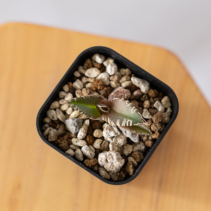 アガベ チタノタ 金蟾【発根管理中】Agave titanota kinsen TC株 多肉植